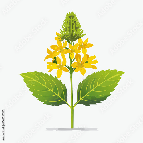 Yellow flower stem with green leaves and bud with transparent background