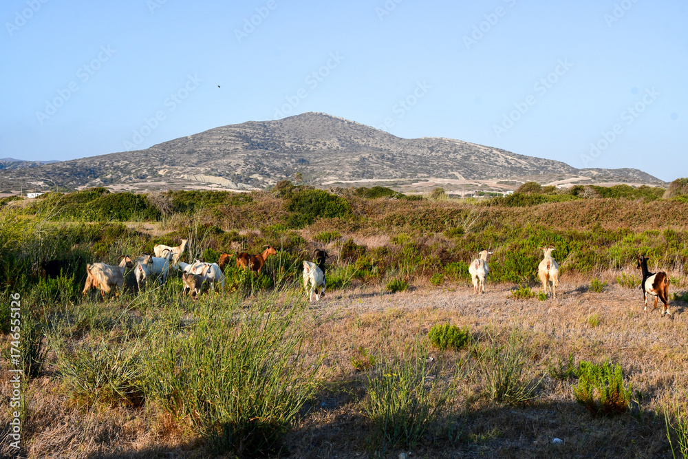 Fototapeta premium Rhodes, Greece.