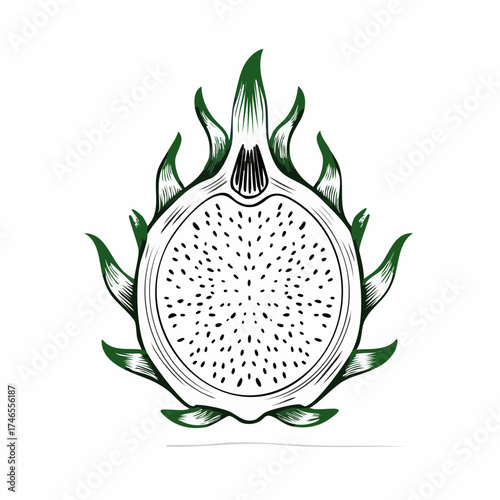 Detailed hand-drawn illustration of a sliced dragon fruit with green outlines and seeds