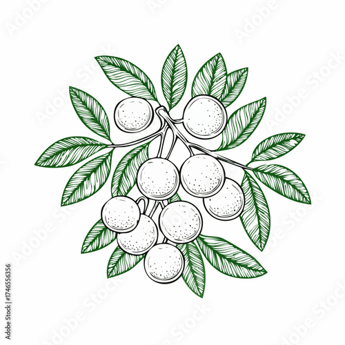 Elegant Botanical Illustration of Longan Fruits and Leaves in Detailed Line Art
