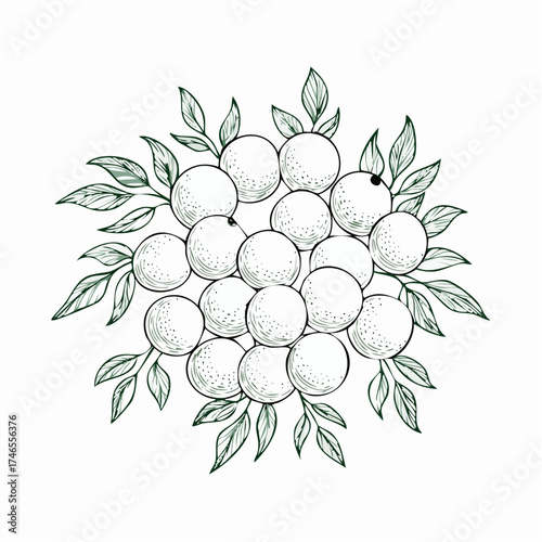 Elegant fruit illustration: A detailed botanical drawing of oranges and leaves