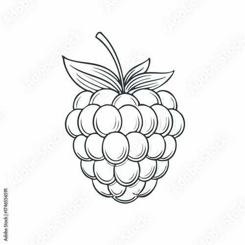 Elegant raspberry illustration showcasing delicate line work and intricate detailing