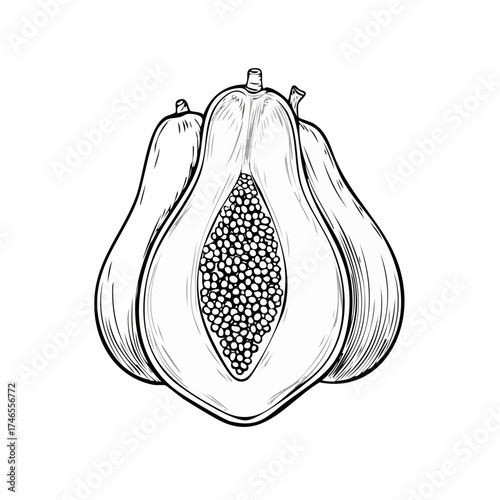 Exotic papaya fruit monochrome detailed line art vector illustration design