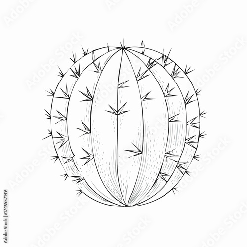 Hand-Drawn Sketch of a Spherical Cactus Plant with Spikes on a White Background