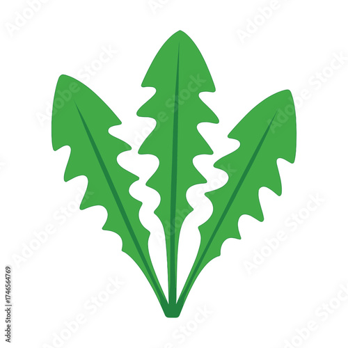 Bright green dandelion leaves on white background: nature, botanical, foliage