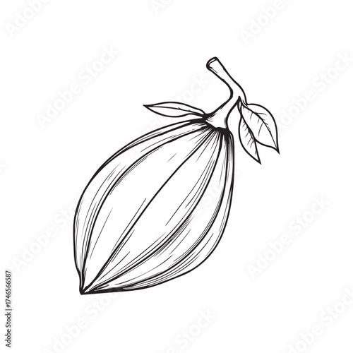 Vector illustration of chocolate fruit or cocoa fruit with natural look suitable for chocolate product packaging design, food posters, beverage labels,