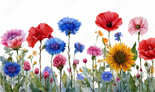 Watercolor wildflowers of poppy, cornflower and sunflower. Various wild flowers. Cast iron rural field flowers. Watercolor hand drawn flowers. Vector illustration.