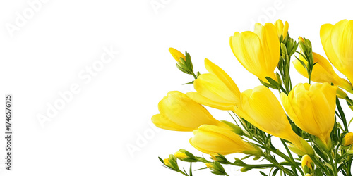Vibrant yellow flower blossoms against transparent background nature photography