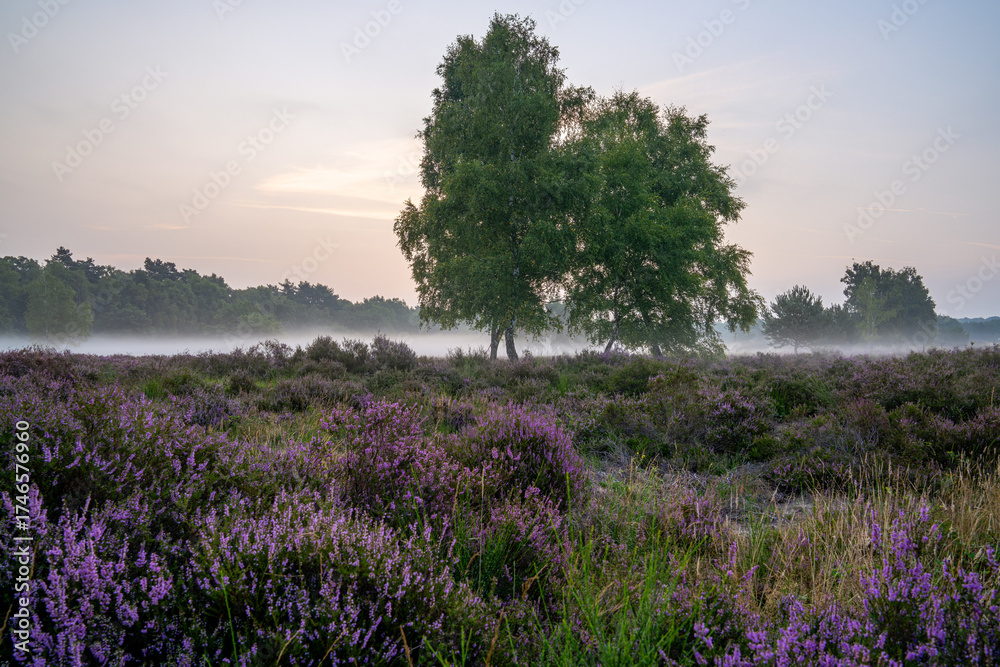 Naklejka premium Wahner Heather, Bergisches Land, North Rhine Westphalia, Germany