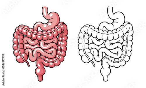 Human Digestive System Vector Illustration – Detailed Anatomy of Intestines and Stomach