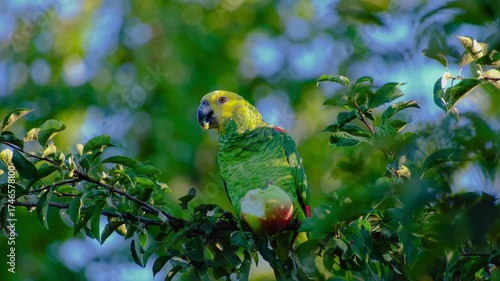 Wallpaper Mural Close-up of a yellow-headed amazon parrot perching on a tree branch and eating an apple in Stuttgart, Germany Torontodigital.ca