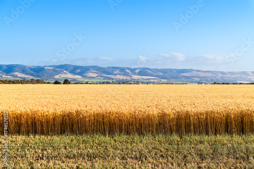 Ripe wheat crop on a warm summer day, McLaren Vale