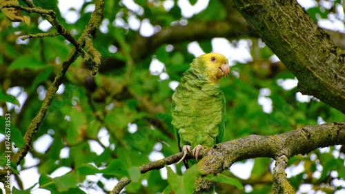 Wallpaper Mural Close-up of a yellow-headed amazon parrot perching on a walnut tree in Stuttgart, Germany Torontodigital.ca