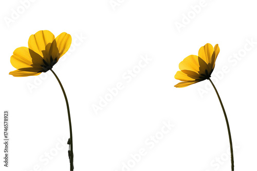 Yellow flowers against transparent background artistic arrangement delicate floral imagery botanical illustration