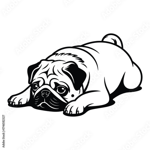Sad pug dog lying down on white background puppy animal