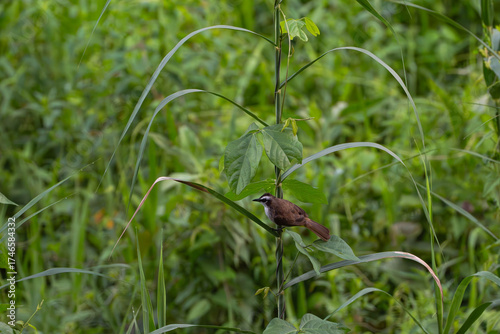 a yellow vented bulbul hangging a stalk on top of the  swamp