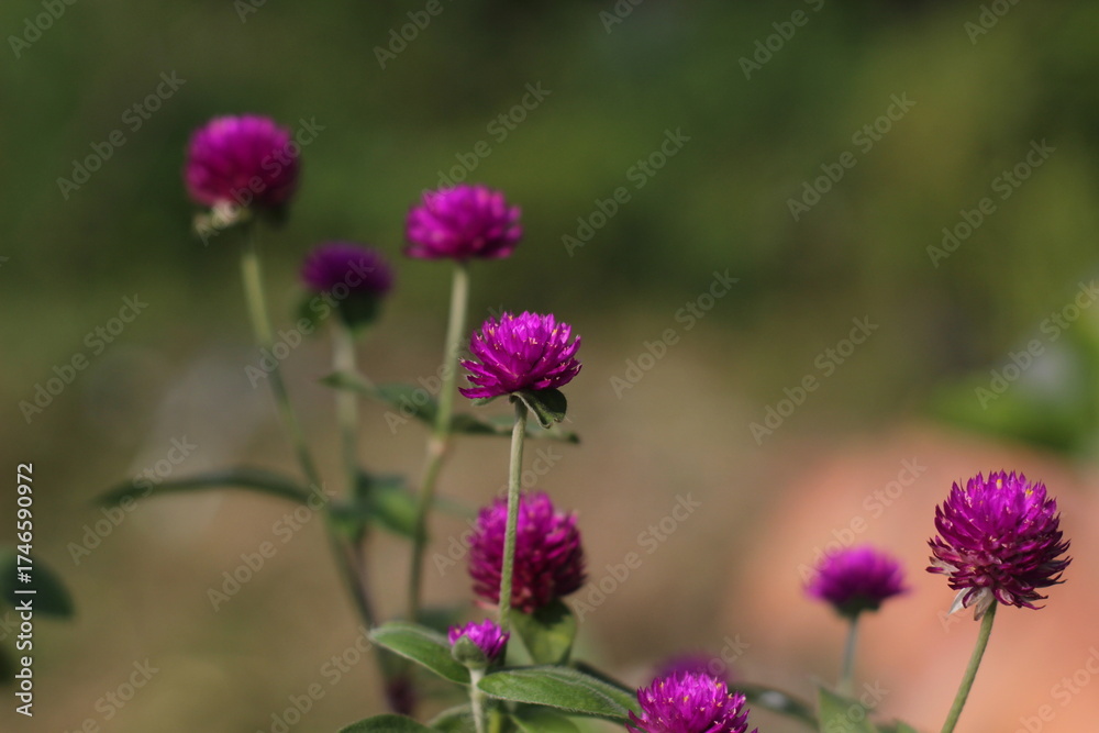 Fototapeta premium purple thistle flower in spring