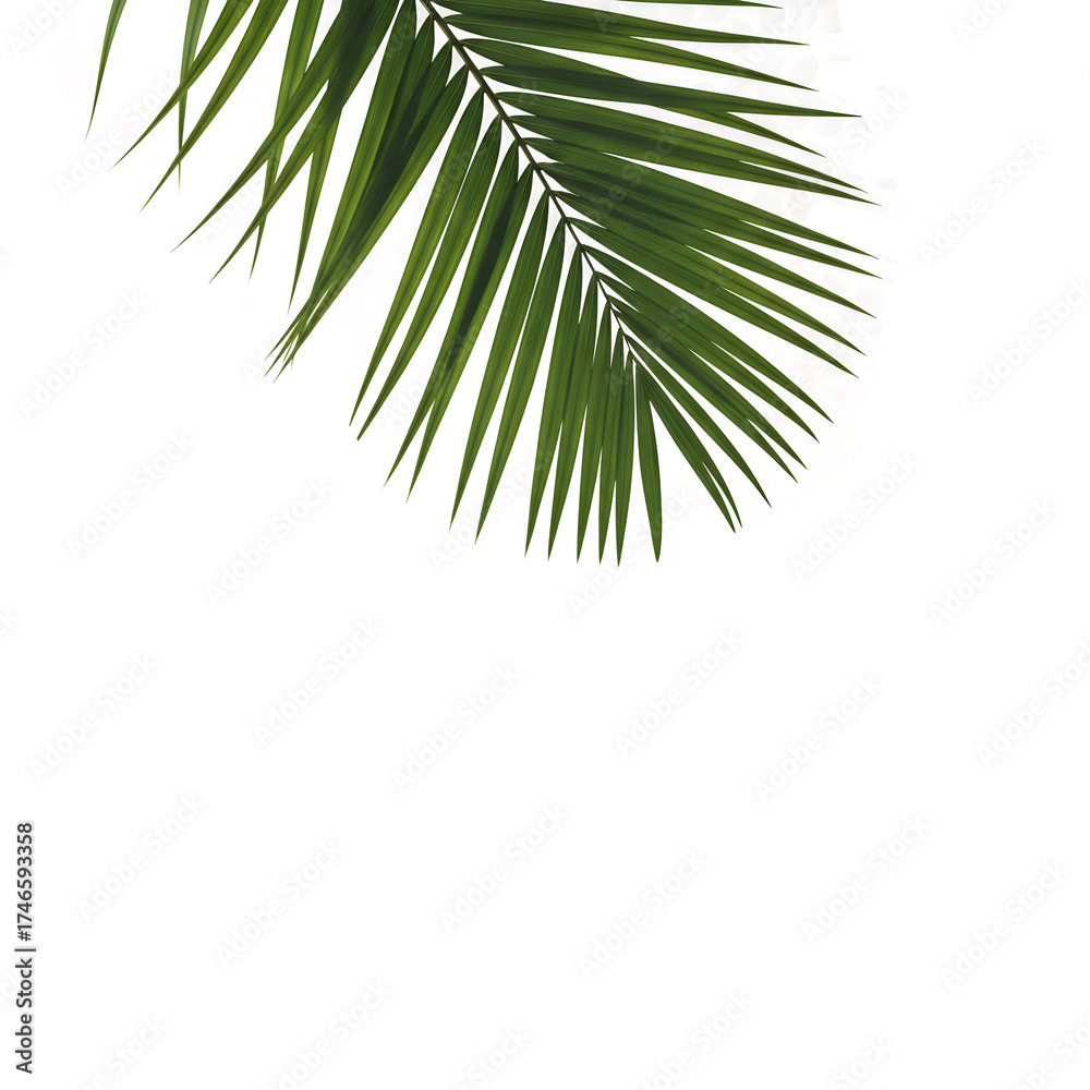 Fototapeta premium Green Palm Leaf isolated Background 