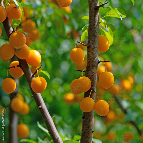 Reife gelbe Wildpflaumen, Prunus cerasifera