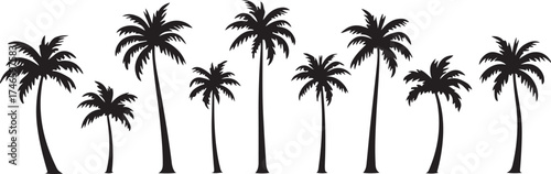 palm tree silhouette