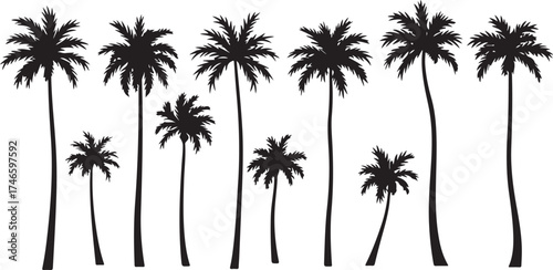 palm tree silhouette