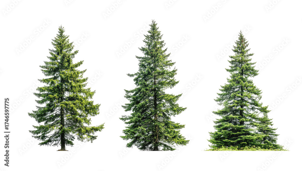 Fototapeta premium Three evergreen trees in a row, varying in size