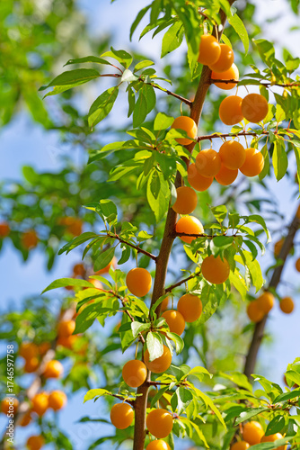 Reife gelbe Wildpflaumen, Prunus cerasifera