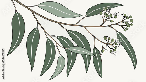 Eucalyptus Branch with Leaves and Buds Botanical Illustration Green Foliage Nature Design Minimalist Art.