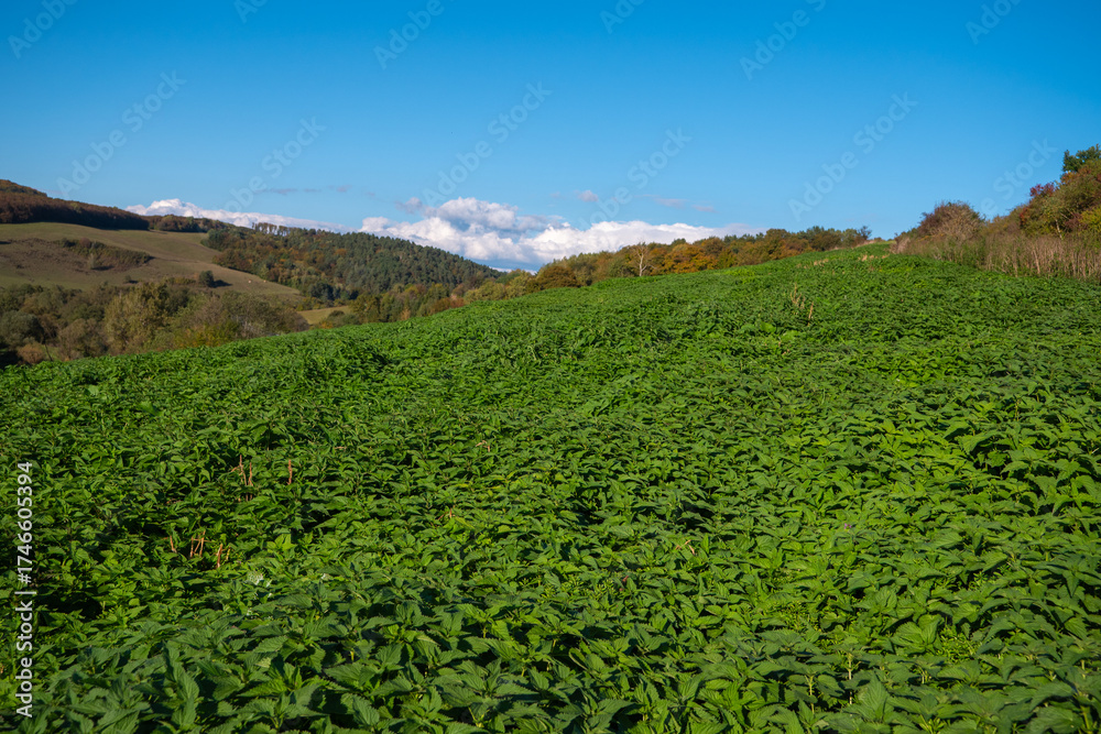 Obraz premium Wide view of a green nettle field in a hilly countryside under a blue sky. Medicinal plants used for teas, compresses, and natural remedies growing in nature.