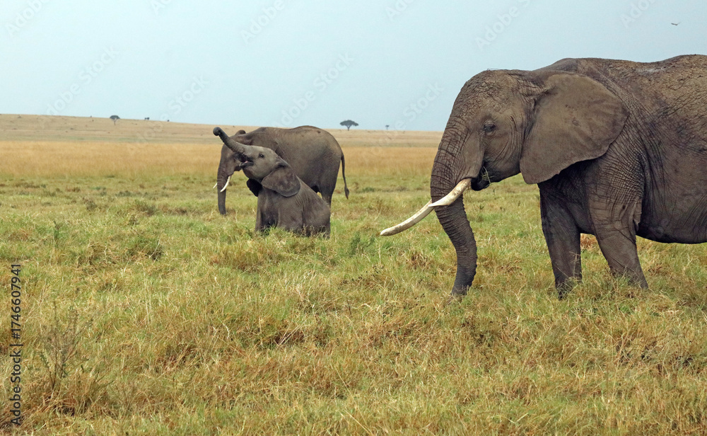 Fototapeta premium Baby Elephant sitting down with trunk raised, Masai Mara Kenya Africa 