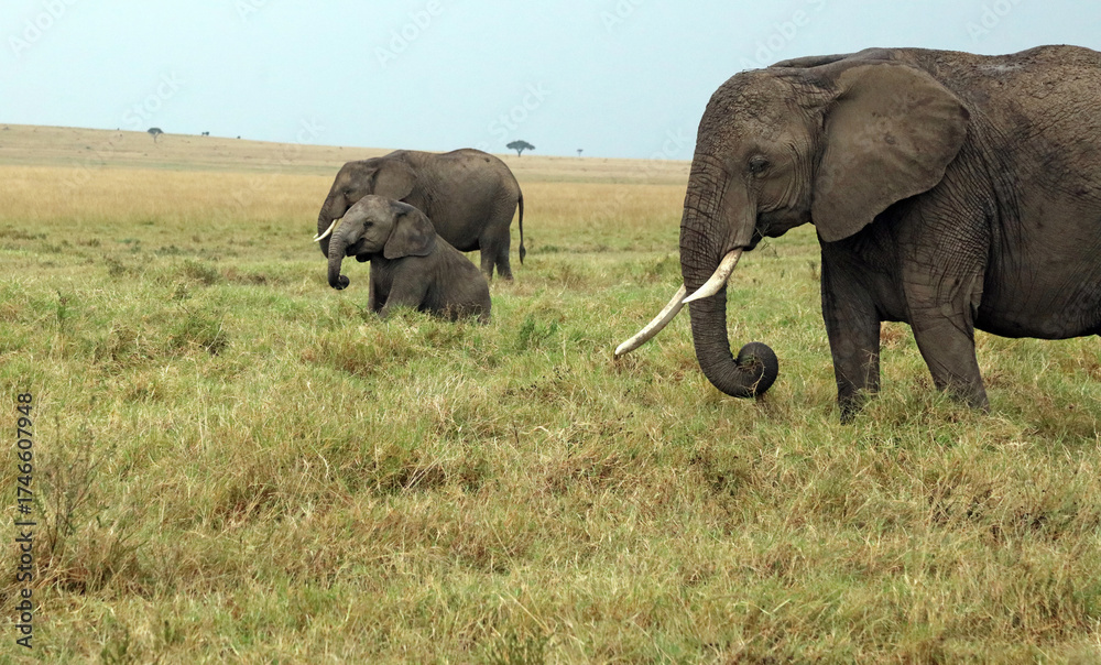 Fototapeta premium Baby Elephant sitting down, Masai Mara Kenya Africa 