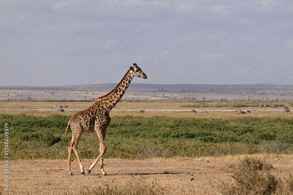 Obraz premium Masai Giraffe in Africa