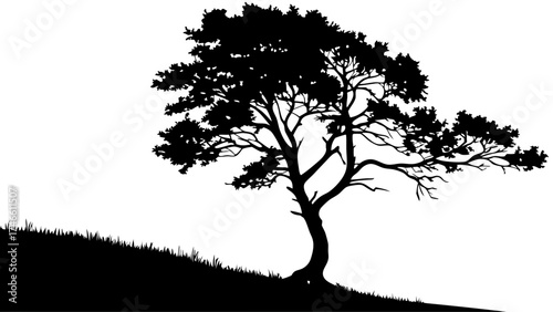 Silhouette of a Tree on a Hillside.