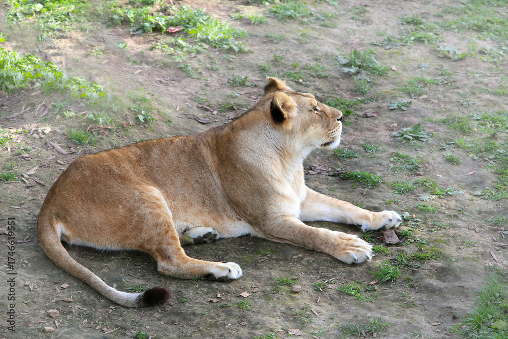Fototapeta premium lion lying on the ground
