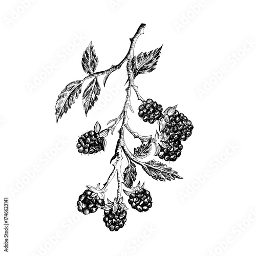 An ink drawing of a blackberry or raspberry branch with ripe berries and leaves. Line art. Wild berries monochrome clipart. Hand-drawn ink illustration for nature-themed design, food packaging