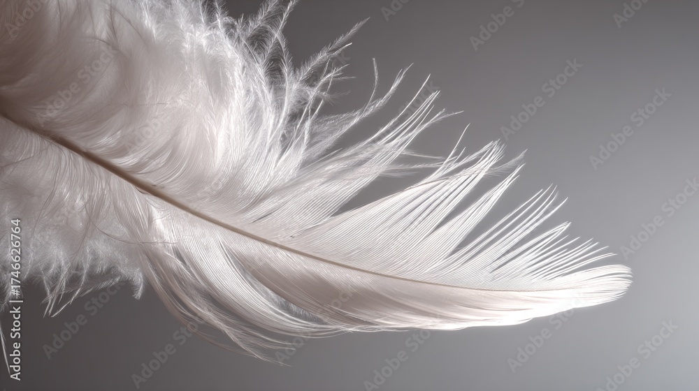 Obraz premium finesse. Close-up of a delicate white feather wing, showcasing intricate details in soft, focused light. wildlife magazines, conservation campaigns, designed for nature documentaries and education.