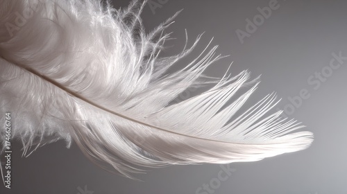 finesse. Close-up of a delicate white feather wing, showcasing intricate details in soft, focused light. wildlife magazines, conservation campaigns, designed for nature documentaries and education.