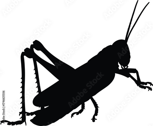 A black grasshopper silhouette isolated on white background, showcasing its unique body structure and ability to jump, a common insect in nature