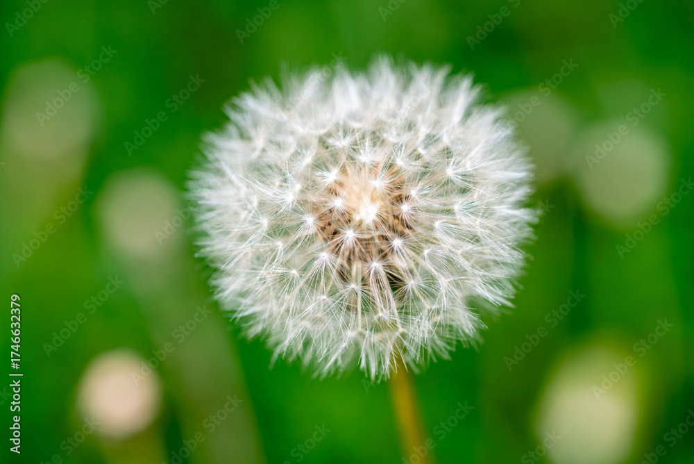 Fototapeta premium Close-Up of Dandelion Seed Head