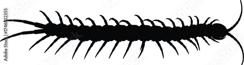 Silhouette of a centipede isolated on white background, highlighting its elongated body, numerous legs, and segmented structure, a fascinating example of arthropod anatomy