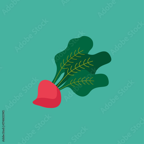 Red radish with green leaves on a teal background, healthy food illustration