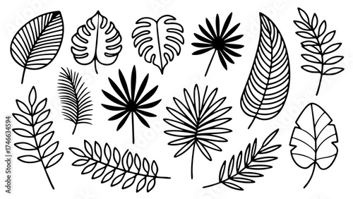 Set of tropical palm monstera fern and decorative leaf outlines in black line art style.