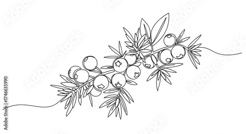 Botanical line drawing of juniper branch with leaves and berries  
