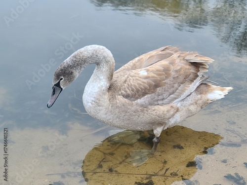 Young grey swan (cygnet) swimming in a pond with scattered feathers on the water surface