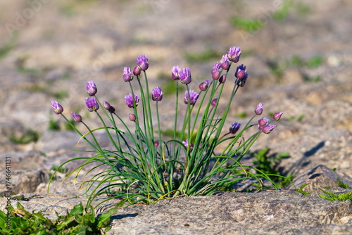 Wilder Schnittlauch (Allium schoenoprasum)