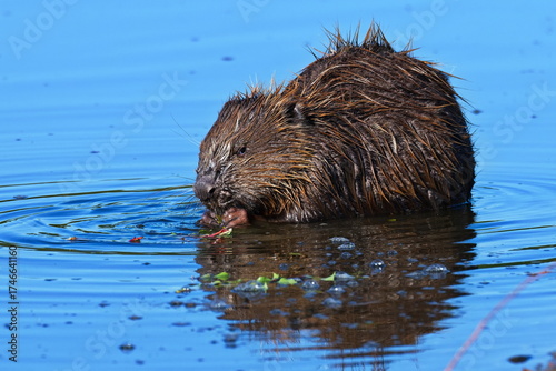 Europäischer Biber (Castor fiber) an der Elbe