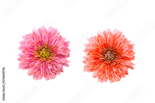 Two flowers. Pink plant. chrysanthemum flower isolated on white background.