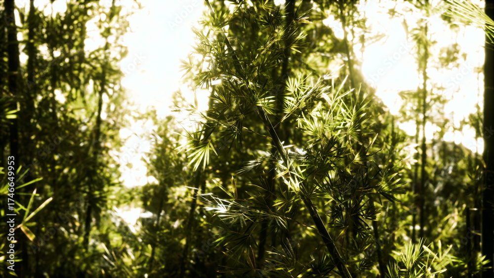 Obraz premium Golden sunlight filters through lush bamboo leaves, creating a tranquil atmosphere in the heart of a peaceful forest. Natures symphony enchants all who wander here.