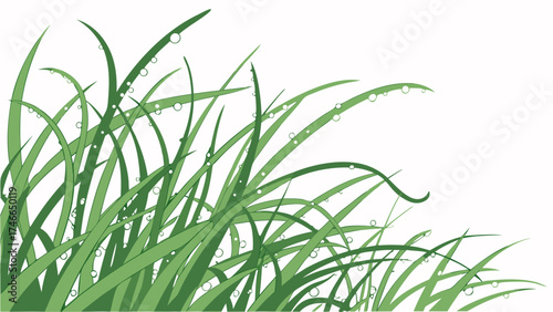 Grass blades with water droplets summer morning vector art nature background.
