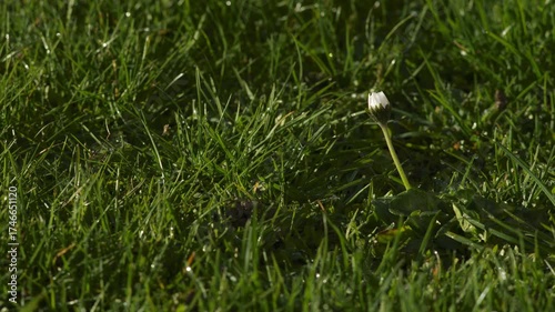 White chamomile daisies blooming closeup timelapse